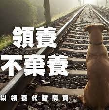 領養貓BB 領養狗BB