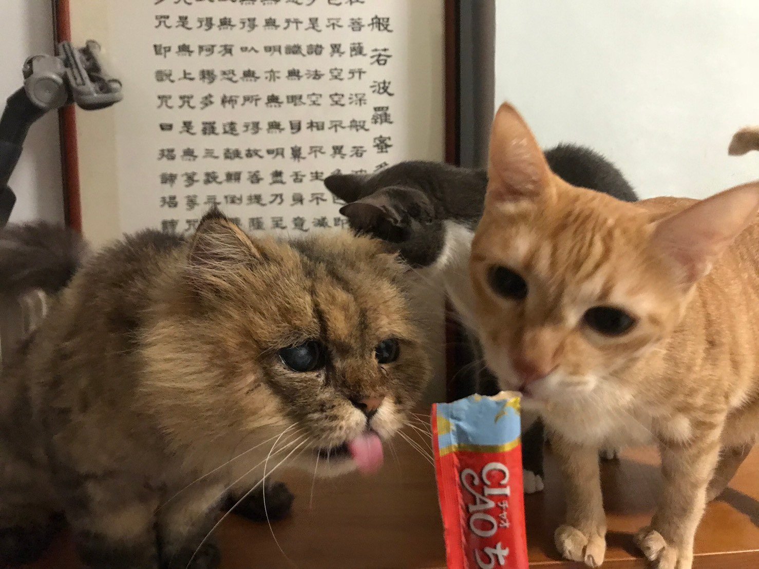 養貓花費